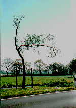 Biggenboom